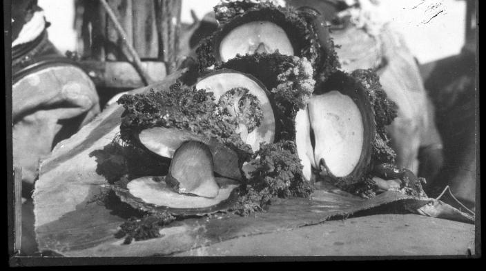 Barnacle-covered pearlshells. 